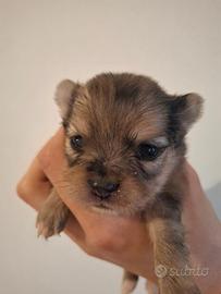Cuccioli di Chihuahua toy e minytoy