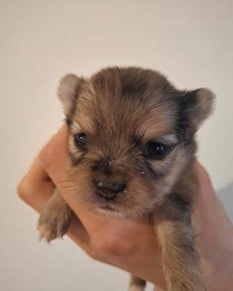 Cuccioli di Chihuahua toy e minytoy