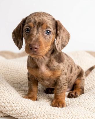 BASSOTTI NANI - BASSOTTO NANO tedesco CHOCO MERLE