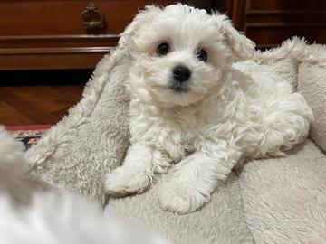 Cucciolo di Maltese