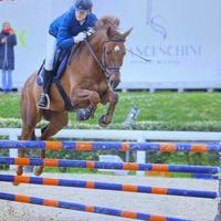 Cavallo castrone 2011