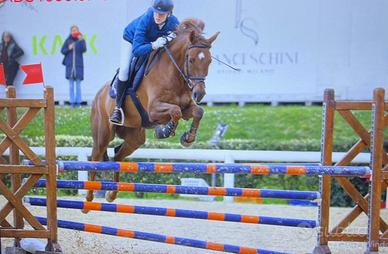 Cavallo castrone 2011