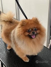 Cuccioli di Spitz Pomerania