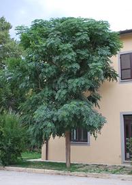 Albero dei rosari/ melia