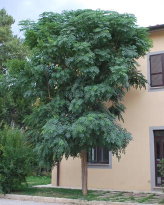 Albero dei rosari/ melia