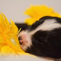 Animali