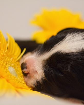 Cuccioli di Border Collie