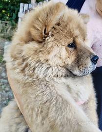 Chow chow maschio