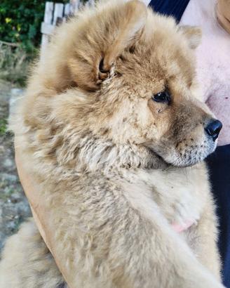Chow chow maschio