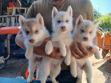 Siberyan husky