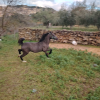Pony