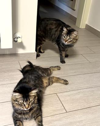 Dolcissimi fratelli
