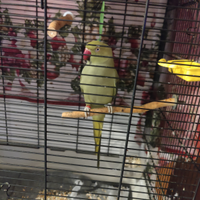 Parrocchetto dal collare