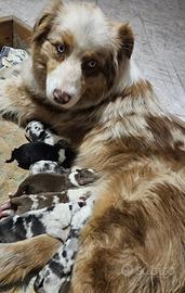 Cuccioli pastore australiano