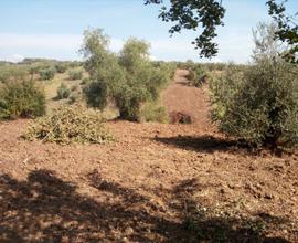 Terreno agricolo