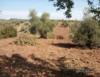 Terreno agricolo