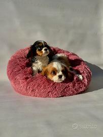 Cavalier King Charles Spaniel - M & F