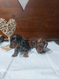 Bassotti nani kanichen