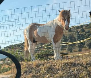 Pony intero 3 anni