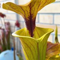 Sarracenia rugelii x cuprea pianta carnivora