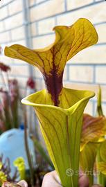 Sarracenia rugelii x cuprea pianta carnivora