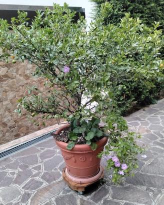 Piante di agrumi