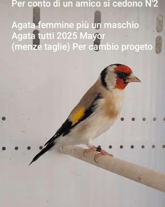 Cardellini agata