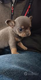Chihuahua con pedigree ENCI