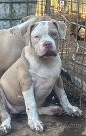 American bully cuccioli XL