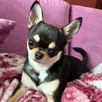Chihuahua maschio per accoppiamento
