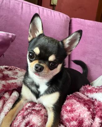 Chihuahua maschio per accoppiamento