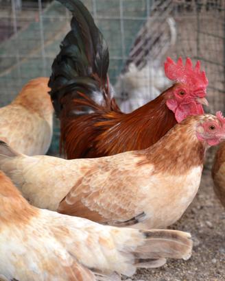 Mugellese gallina