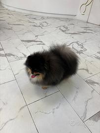 Spitz Volpino pomerania ACCOPPIAMENTO Black&Tan