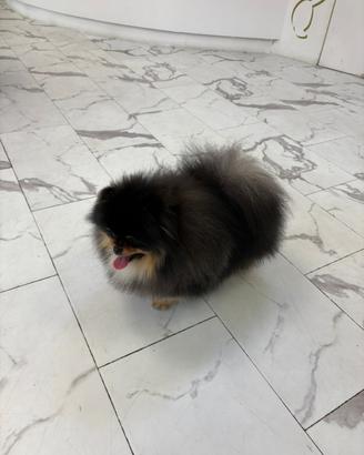 Spitz Volpino pomerania ACCOPPIAMENTO Black&Tan