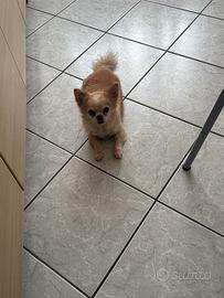 Do in mani sicure il cane