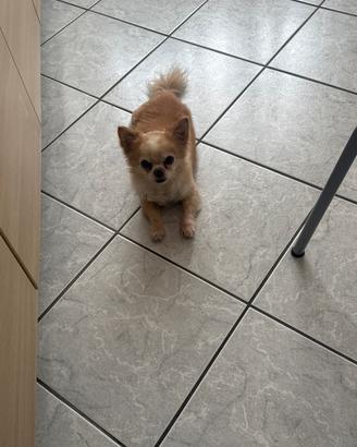 Do in mani sicure il cane