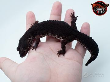 Geco leopardino Black night femmina proven