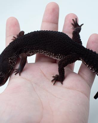 Geco leopardino Black night femmina proven