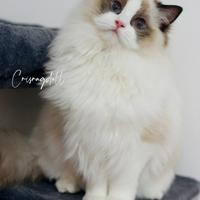 Ragdoll femmina riproduzione