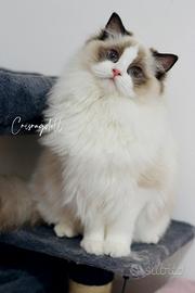 Ragdoll femmina riproduzione