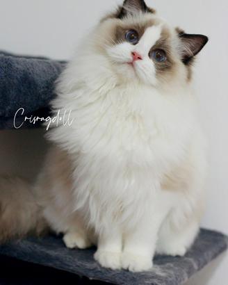 Ragdoll femmina riproduzione