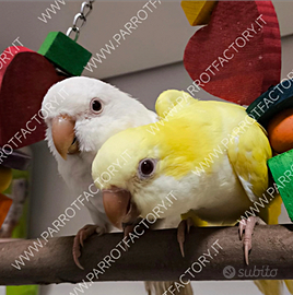 Parrocchetti Monaci allevati a mano