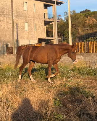 Cavallo quarab