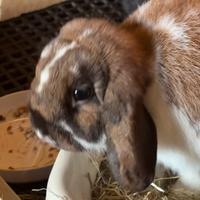 Coniglio ariete nano