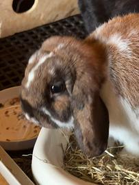 Coniglio ariete nano