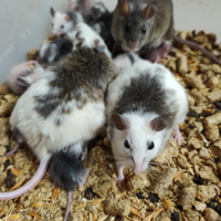 Mastomys natalensis - Topo mucca