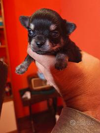 Chihuahua colore Nero lucido super bello