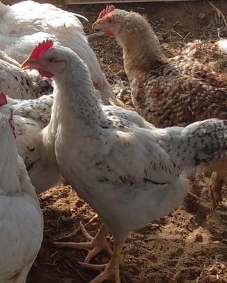 Papere e animali da cortile