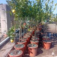 Piante di limoni zagara bianca