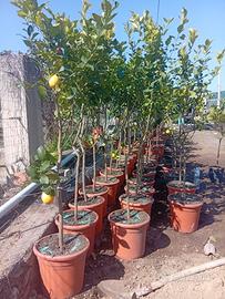 Piante di limoni zagara bianca